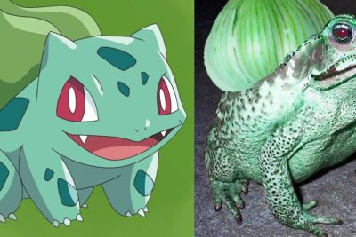 10 pokemon que existen en la vida real