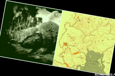 RDR2 Beaver Locations